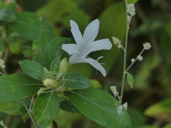 Barleria lawii