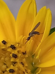Mythicomyiidae