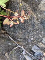 Euphorbia pediculifera