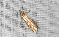 Hednota pleniferellus