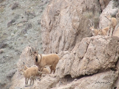 Capra aegagrus aegagrus