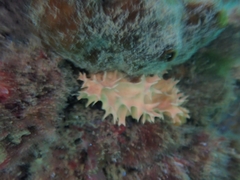 Dendrilla cactos