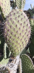 Opuntia