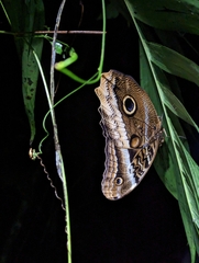 Caligo atreus
