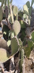 Opuntia