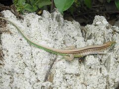 Cnemidophorus gaigei