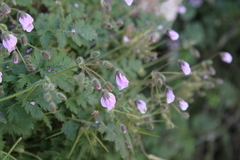 Erodium rupicola