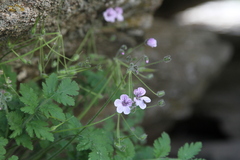 Erodium rupicola
