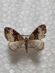 Xanthorhoe biriviata