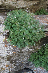 Erodium rupicola