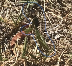Miomantis caffra