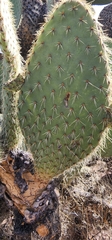 Opuntia leucotricha