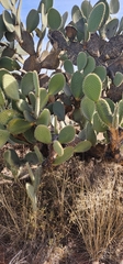Opuntia leucotricha