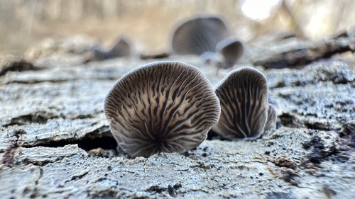 Resupinatus