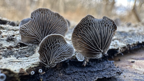 Resupinatus (Photo 2 of 3)
