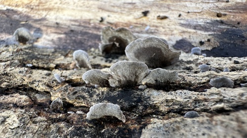 Resupinatus (Photo 3 of 3)