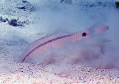 Parupeneus barberinus