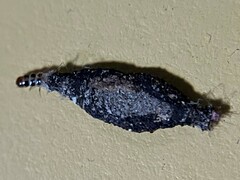 Tinea pellionella
