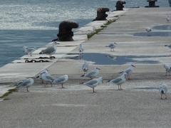 Chroicocephalus ridibundus