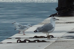 Larus michahellis