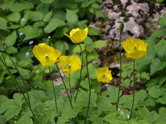 Papaver cambricum