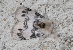 Iropoca rotundata
