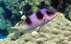 Parupeneus crassilabris