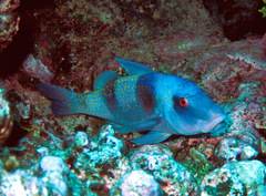 Parupeneus crassilabris