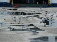 Chroicocephalus ridibundus