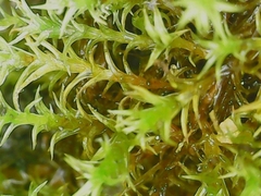Vinealobryum vineale