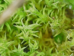 Vinealobryum vineale