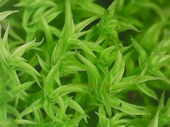 Vinealobryum vineale