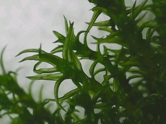 Vinealobryum vineale