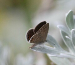 Freyeria trochylus