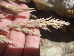 Poa fendleriana