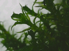 Vinealobryum vineale