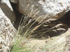 Poa fendleriana