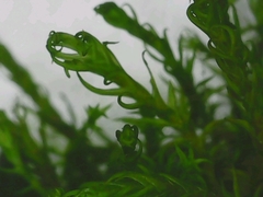 Vinealobryum vineale