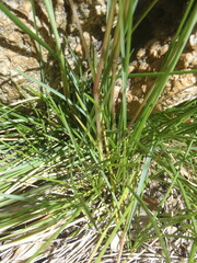 Poa fendleriana