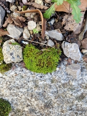 Vinealobryum vineale