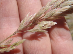 Poa fendleriana