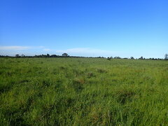 Cyperus polystachyos polystachyos