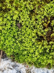 Vinealobryum vineale