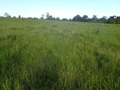 Cyperus polystachyos polystachyos