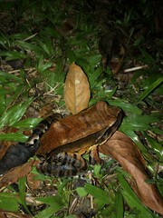 Leptodactylus pentadactylus