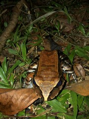 Leptodactylus pentadactylus