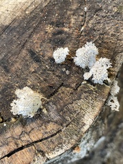 Schizophyllum