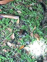 Leptodactylus pentadactylus