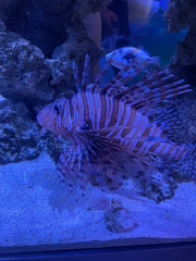 Pterois