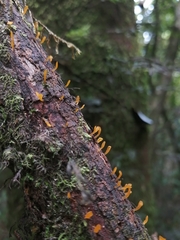 Calocera